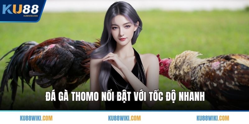 Đá gà Thomo nổi bật với tốc độ nhanh